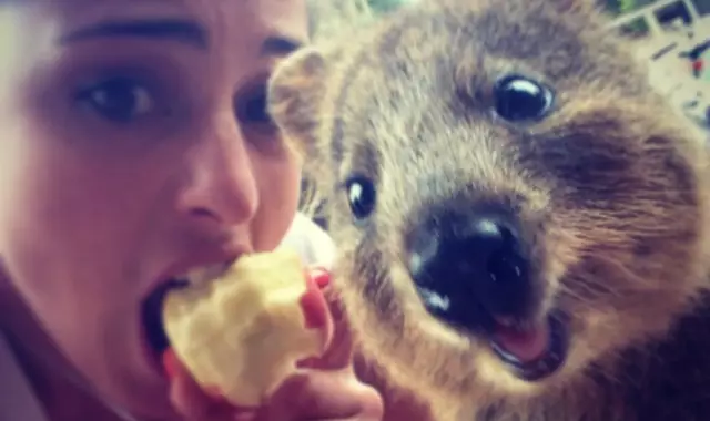 quokka cover
