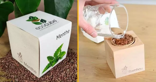 ecocube-pousser-menthe