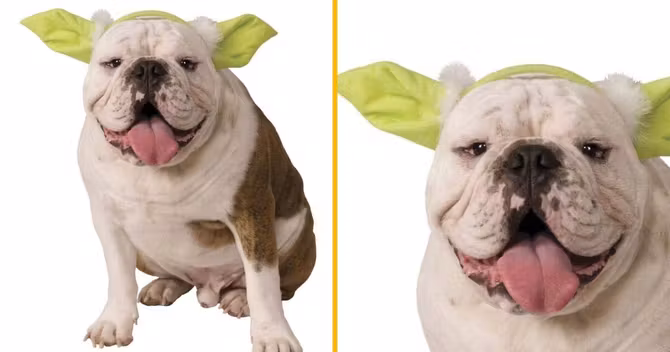 oreilles-yoda-pour-chien