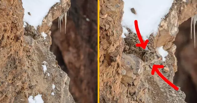 une-top-chats-cachés