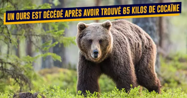 AnimauxDroguesHumains