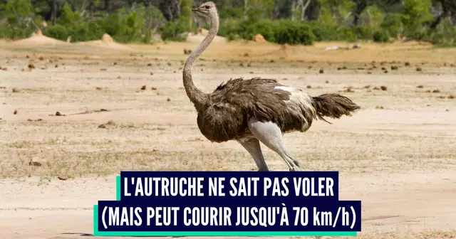 animaux voler