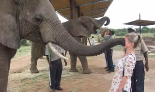 animaux-attaquaent-une