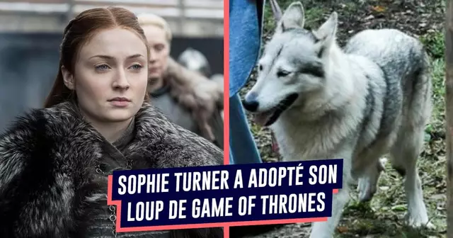 TOP animaux series films