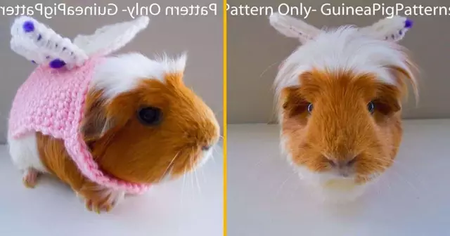 costume-fee-cochon-dinde