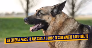 TOP CHIENS