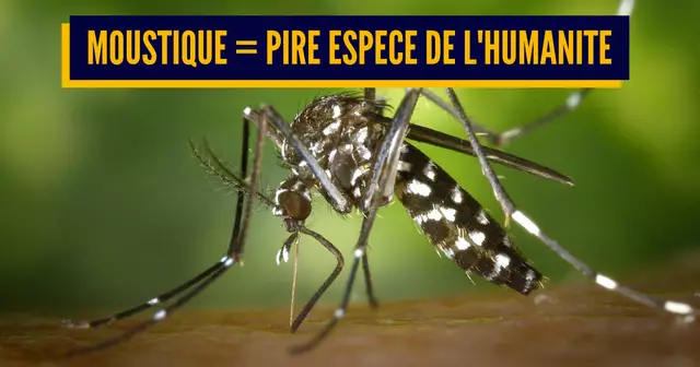 tiger-mosquito-49141_960_720