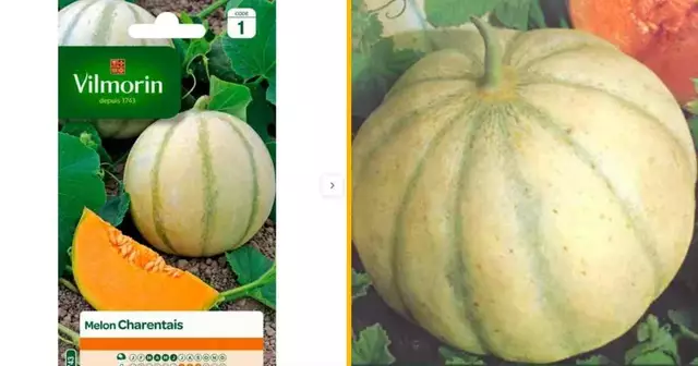 graines-melons-geants