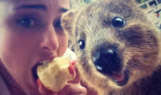 quokka cover