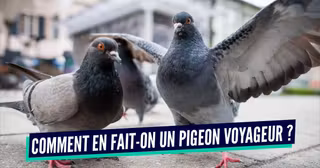 pigeon (1)