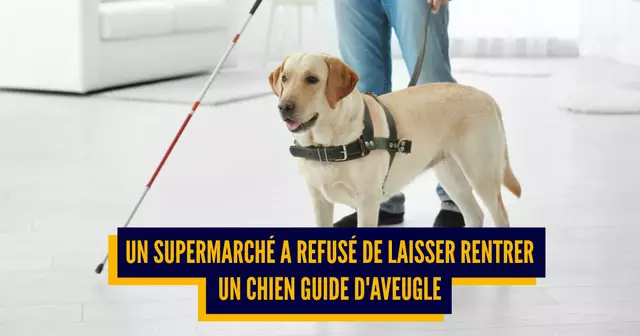 top chien d'aveugle