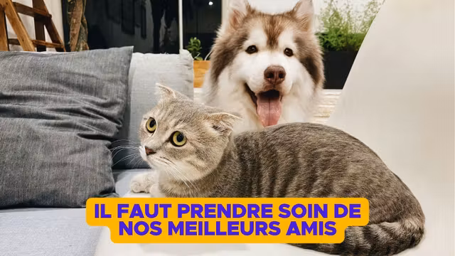 SITES-ANIMAUX-COMPAGNIE