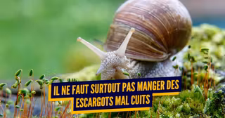 escargot