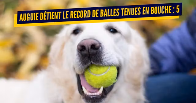 une chien