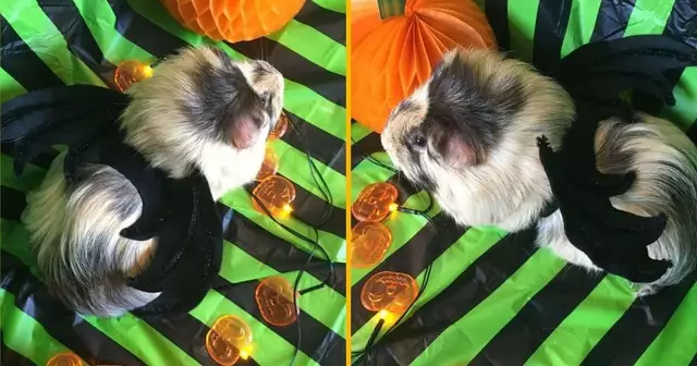 ailes-chauves-souris-cochon-dinde