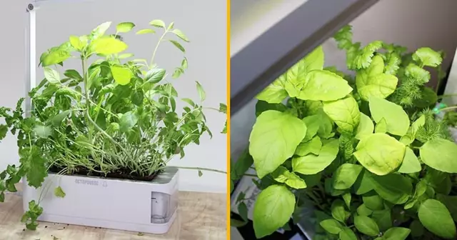 potager-dinterieur-octopousse