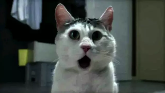 Com_Hem_Sommar_2010_Omg_Cat_stoppweb_16x9