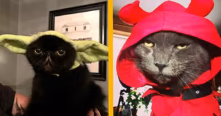 une_animaux_pas_contents