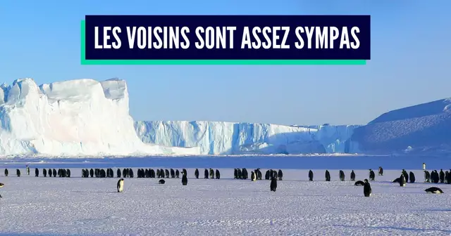 penguins-429136_960_720