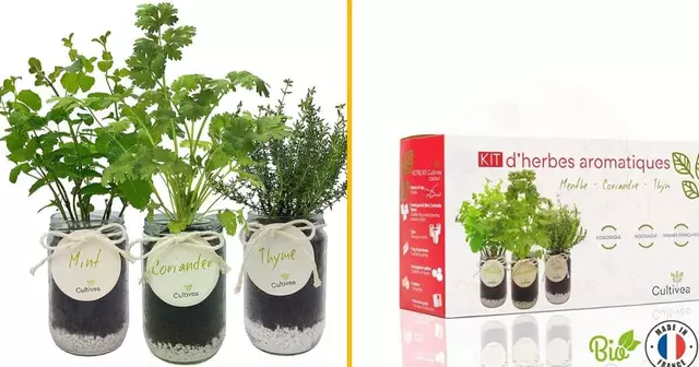 herbes-aromatiques-pousser-interieur