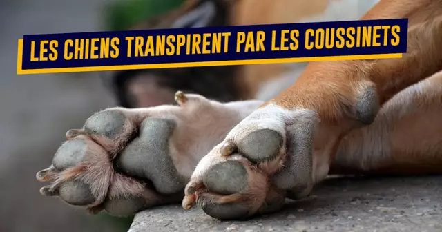 une-top-anecdotes-chiens