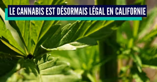 une_cannabis_pays