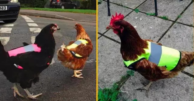 gilet-signalisation-poules