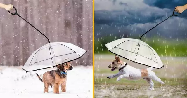 parapluie-chien