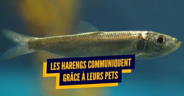 une_harengs_pet
