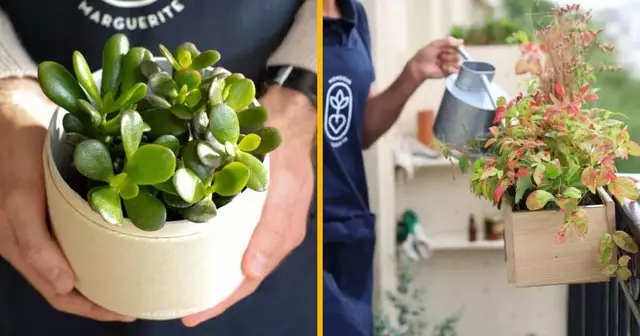 plantes-cultivees-france-coffrets-personnalisables