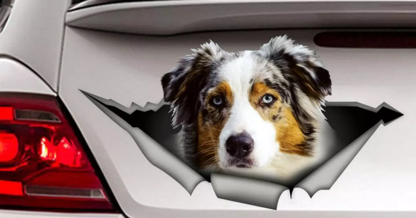 sticker-voiture-berger-australien