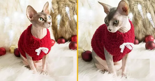 pull-noel-sphynx