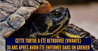 UNE ANIMAUX