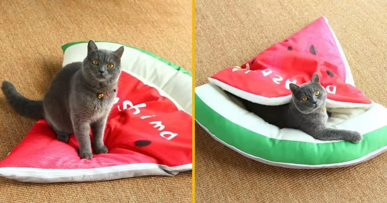 litiere-chat-poisson