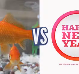 battle-367136-1427841195