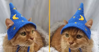 chapeau-sorciere-chat