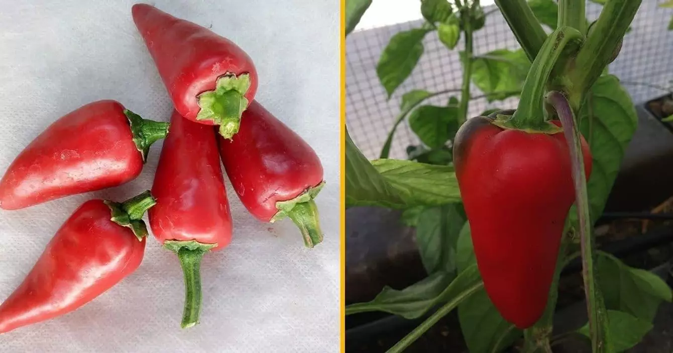 graines-piments-espelette