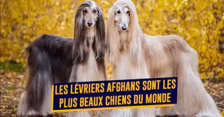 CHIENS