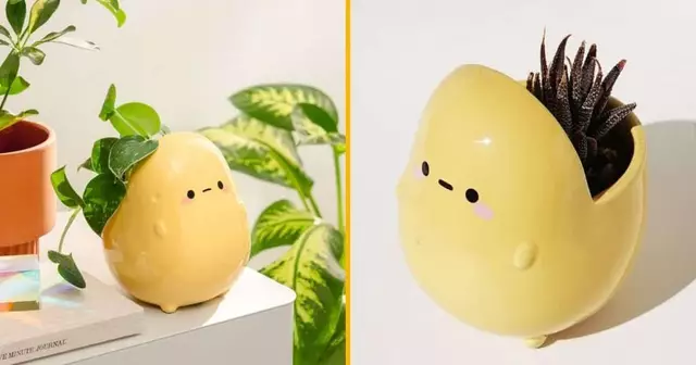 pot-fleur-patate-pot-potato