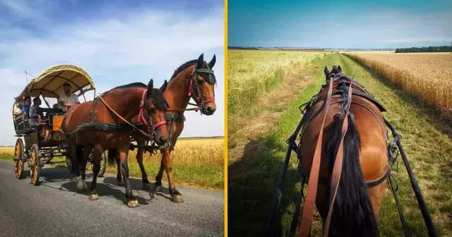 balade-romantique-caleche