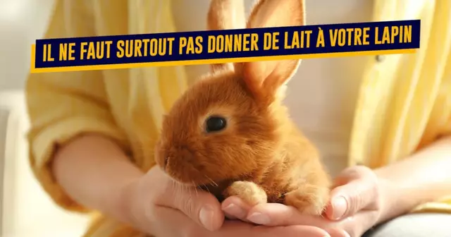 AlimentsToxiquesLapin
