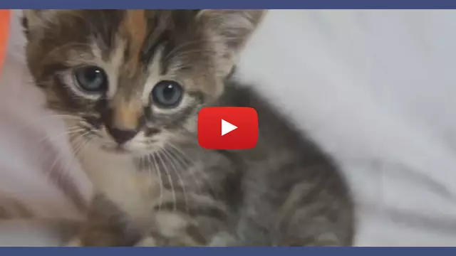 Vignette-Video-animaux-cri-player