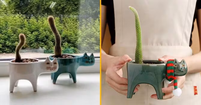 pots-plantes-chat-cactus-devient-queue