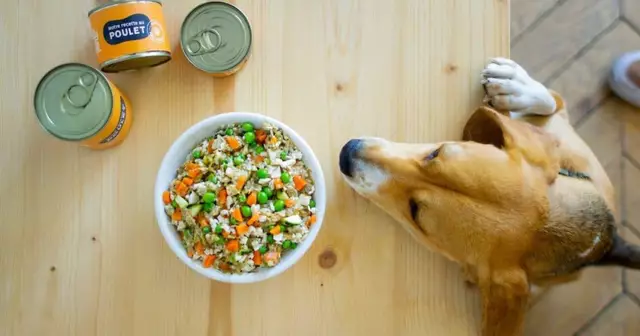 petty-well-menus-sains-100-naturels-chien