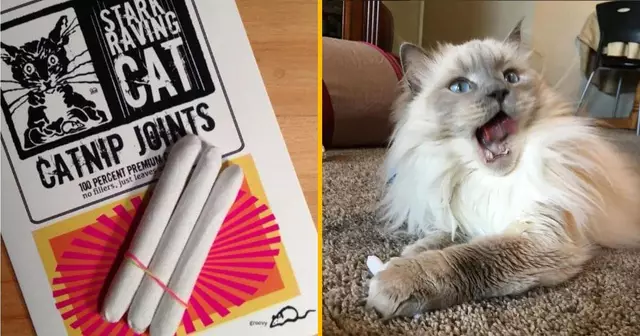 des-joints-pour-chats