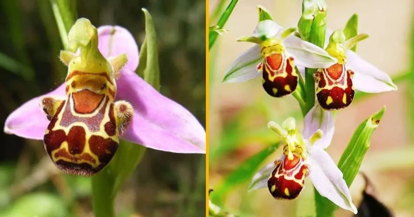 graines-orchidees-abeilles