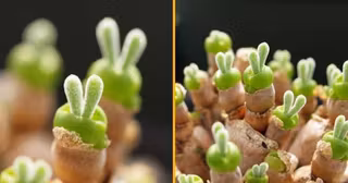 graines-monilaria-succulente-lapin-plus-mims-monde