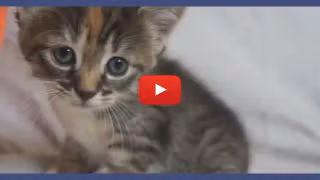 Vignette-Video-animaux-cri-player