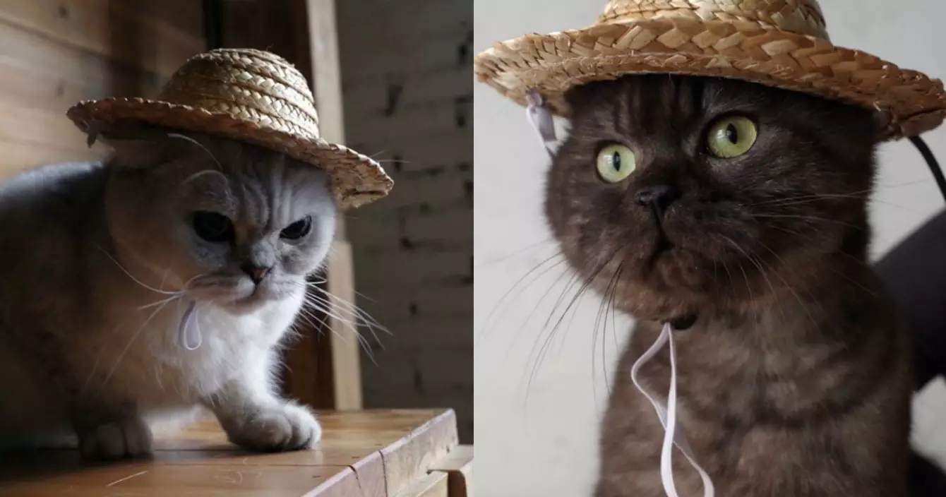 chapeau-paille-chat
