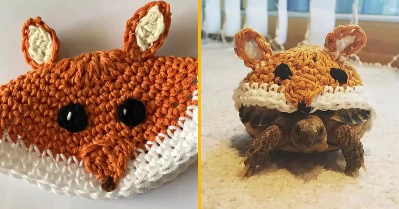 costume-tortue-renard